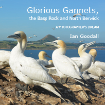 gannets bass-rock-front-216x216